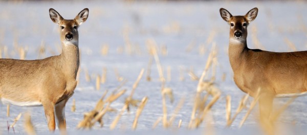 Les saisons au marais Provancher