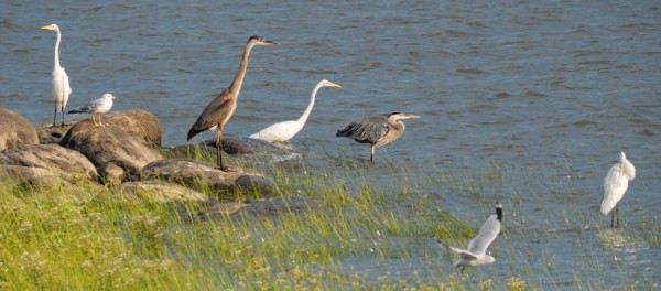 Les saisons au marais Provancher - L'été
