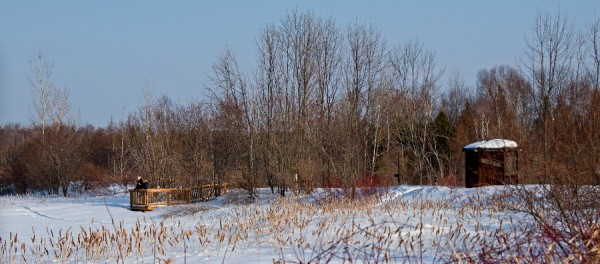 Les saisons au marais Provancher - L'hiver